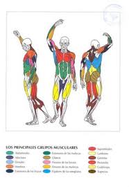 We name muscles by considering the qualities listed below. Human Body Muscles Names Muscle Anatomy Chart Lovely Muscle Diagram Male Body Names