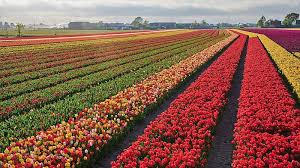 Hij was actief in verschillende gezondheidsraadcommissies, landelijke richtlijnenwerkgroepen en wetenschappelijke en maatschappelijke adviesraden. Advies Gezondheidsraad Over Landbouwgif Met Gejuich Ontvangen Voor Het Eerst Naar Ons Geluisterd Eenvandaag