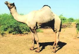 Hindi name suggestion for new born baby. National Reaesrch Center On Camel