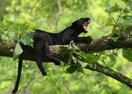 L Image Contient Peut Etre Arbre Plante Plein Air Et Nature Animaux Hilarants Panthere Noire Animaux De La Savane