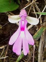 Image result for Cynorkis symoensii