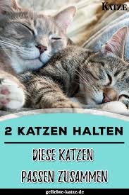 Zwei Katzen Diese Katzen Passen Gut Zusammen Katzen Katzen Aneinander Gewohnen Mehrere Katzen