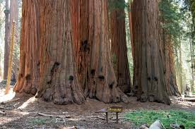 We did not find results for: Free Download Sequoia Redwood Trees Giant Forest Light Giant Sequoia Trees Sequoia 1920x1275 For Your Desktop Mobile Tablet Explore 46 Redwood Trees Wallpaper Redwoods Backgrounds And Wallpapers