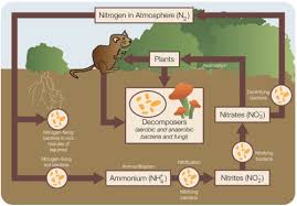 the carbon cycle and the nitrogen cycle
