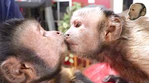 They are up to date on all shots and having a sweet and. Capuchin Monkey Takes A Hot Relaxing Bath Youtube