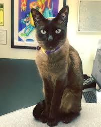 Please take a moment to contact us today, to learn more about our veterinary practice and to find more englewood, fl 34224. A Pet S Friend Animal Hospital Inc 106 Recommendations Venice Fl