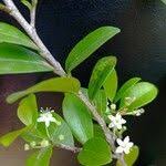 Image result for Erythroxylum emarginatum