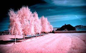 We did not find results for: Pink Scenery Wallpapers Top Free Pink Scenery Backgrounds Wallpaperaccess