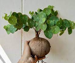 Start your garden and decorate your life! 2 X Mixed Stephania Erecta Round Leaves Plants Succulent Craib Menispermaceae Bonsai Size 5 6 5 Cm Buy Online In Germany At Desertcart De Productid 131945812