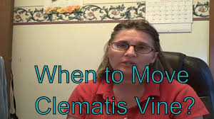 At this time of year the plant's energy is stored in the root system. When Is The Best Time To Transplant Or Move A Clematis Vine Youtube