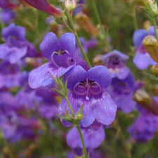 Flower essences are not essential oils. Flowers That Symbolize Courage A To Z Flowers