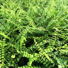 Image result for Asplenium barteri