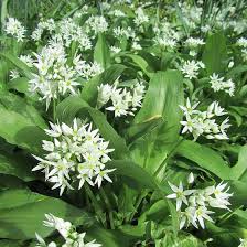 Wild garlic seeds ramsons to grow in the garden. Wild Garlic Seeds Allium Canadense American Meadows