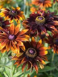 Rudbeckia Moreno Flower Seeds Hirta Perennial 30 Flower Seeds Forest Flowers Perennials