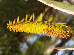 Image result for Aptosimum marlothii