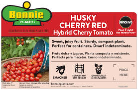 Bonnie Plants Husky Cherry Red Cherry Tomato Live Plant