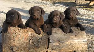 We breed litters of yellow, foxred, chocolate and occasionally black puppies. Royal Labradors Home Facebook