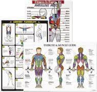 wall charts display muscles corresponding resistance