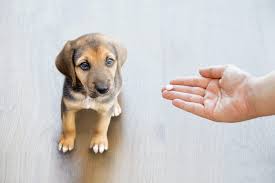 Though ibuprofen is used commonly by people, dogs and. Can I Give My Dog Ibuprofen Reader S Digest