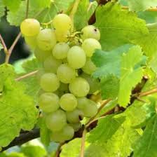 Check spelling or type a new query. Grape Vine Plants For Sale Online In Ireland Archives Clarenbridge Garden Centre