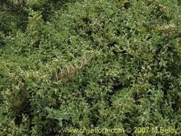 Image result for Galenia procumbens