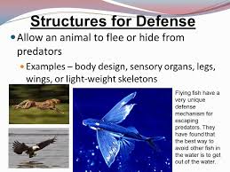 6 L 4b 2 Structural Adaptations For Defense Movement Obtaining Resources South Carolina 6th Grade Science