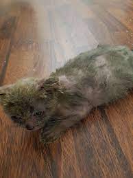 kedi ve kopekte mantar hastaligi tedavisi