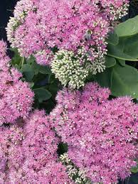 The stems of orchid cactus are broad and have sharp edges. Sedum Pink Bomb Bluestone Perennials