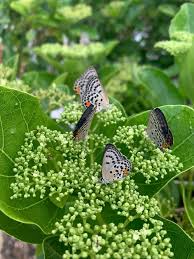 Image result for Campylospermum hiernii