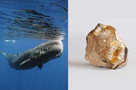 L'ambra grigia proviene dalla balena ed ha costi molto elevati. L Ambra Grigia Storia Miti E Profumi Dell Oro Che Arriva Dal Mare Extrait
