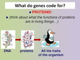 This distinction between monogenic and complex traits, while useful, can be overly simplistic. From Gene To Protein Chapter Ppt Download
