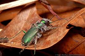 Image result for Tridactyle gentilii