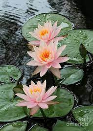 Tutte queste risorse acquatici sono scaricabili gratuitamente su pngtree. Pin Di Cher Messercola Su No Mud No Lotus Fiori Ninfee Immagini Di Fiori
