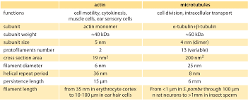 How Big Are The Cells Filaments