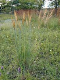 Native kansas flowers come in nearly every color of the rainbow, from sunny yellow to deep purple. Kansas Wildflowers And Grasses Indian Grass