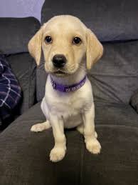 I know that it's been asked and answered before but can't seem to find the  post!! My lovely little lady Lottie has just started to venture out in the  big wide world,