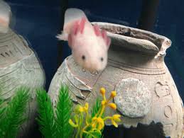 Is there a blue version of axolotl in minecraft? Axolotl Minecraft Gif Axolotl Minecraft Zoomies Discover Share Gifs