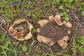 Image result for Scleroderma polyrhizon