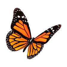 Freetoedit Orange Aesthetic Orangeaesthetic Butterfly Remixed From Bellamariecook Orange Aesthetic Pastel Pink Aesthetic Orange Butterfly