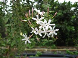 Image result for Jasminum fluminense
