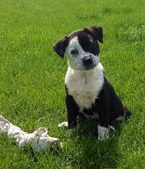 Adopt Todd On Petfinder Blue Heeler Dogs Australian Cattle Dog Blue Heeler Australian Cattle Dog