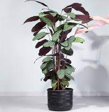 It is an evergreen perennial.this plant can grow to more than 1 m (3.3 ft) tall and broad, with long narrow leaves up to 40 cm (16 in) in length. Ctenanthe Oppenheimiana Gruner Pfau