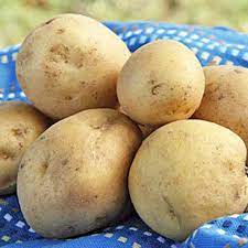 With its smooth, thin skin and creamy texture, what's. The Best 11 Potato Varieties To Grow At Home Gardener S Path