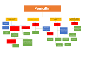 Cell Wall Inhibitor Antibiotic Flowchart 365 Days Of