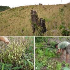 Image result for Buchnera buchneroides