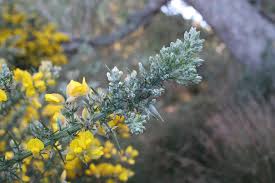 Image result for Ulex