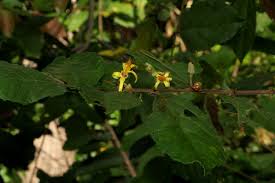 Image result for Grewia forbesii