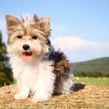 Our puppies are happy, healthy and available near sarasota, tampa, orlando, fort we are parti yorkshire terrier breeders with parti yorkie terrier puppies for sale, dogs for sale, we are a private dog breeder. Pin On Yorkshire Terrier Puppies And Yorkiepoos