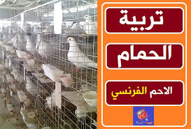 Check spelling or type a new query. Ø§Ù„Ø­Ù…Ø§Ù… Ø§Ù„Ø§Ø­Ù… Ø§Ù„ÙØ±Ù†Ø³ÙŠ Ø§Ù„Ø§Ø¨ÙŠØ¶ Ø§ØµÙ„ Ø§Ù„Ø³Ù„Ø§Ù„Ø© ÙˆØ§Ù„Ù…ÙˆØ§ØµÙØ§Øª
