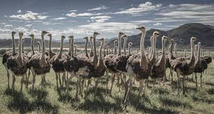 Image result for ostrich